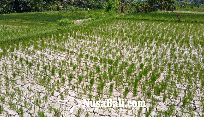 Kemarau, Petani Terancam Gagal Panen