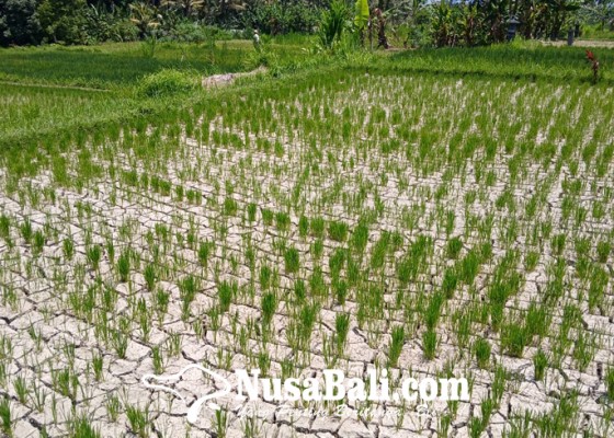 Nusabali.com - kemarau-petani-terancam-gagal-panen