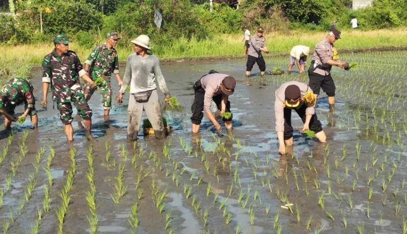 www.nusabali.com-tnipolri-tanam-padi-di-subak-poh-gading-keramas