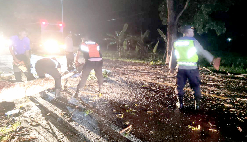 Silau, Pemotor Tabrak Pohon Tumbang