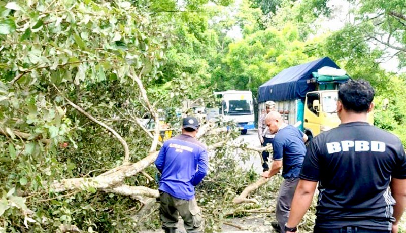 www.nusabali.com-angin-kencang-pohon-tinggi-10-meter-di-gilimanuk-tumbang