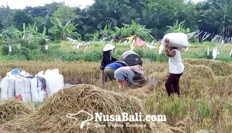 www.nusabali.com-penghasilan-petani-bali-belum-menutupi-kebutuhan-rumah-tangga