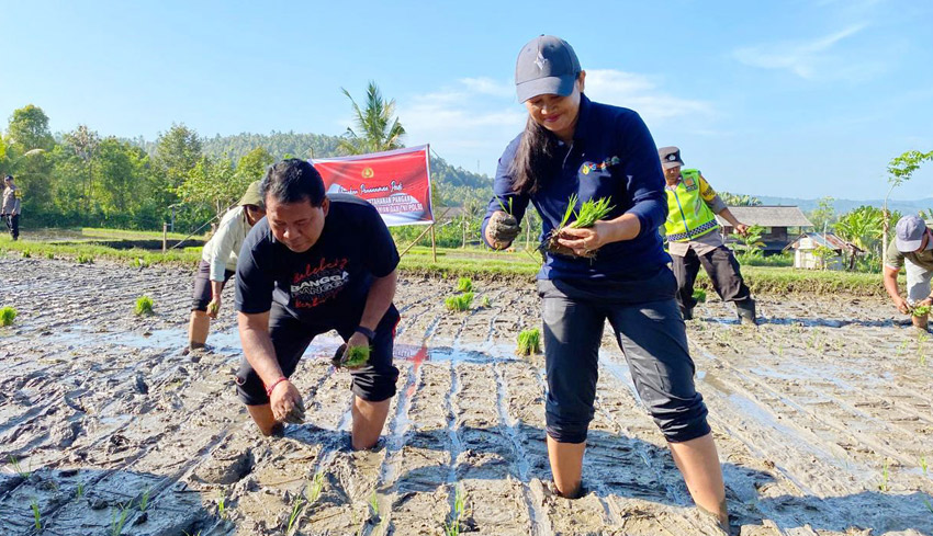 Dinas Pertanian Buleleng Sebar 72 Ton Lebih Bantuan Benih