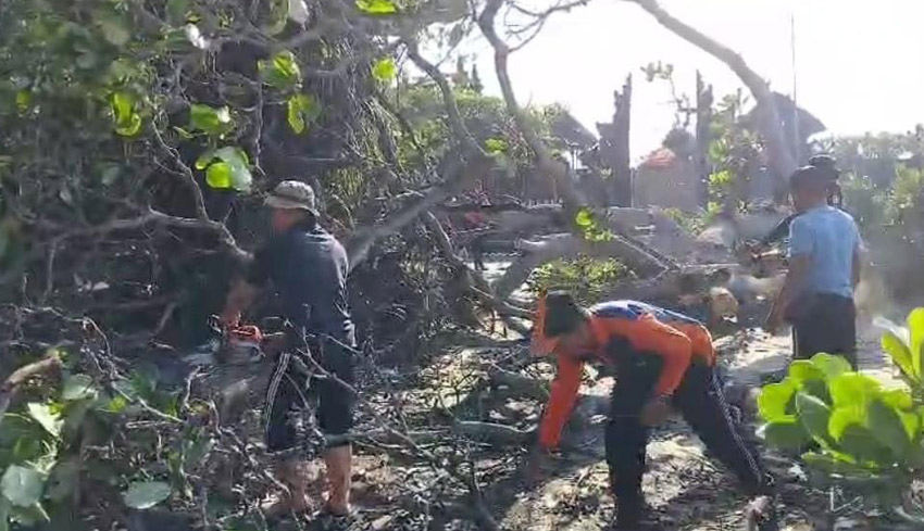 Pohon Ketapang Tumbang di Jaba Pura Watu Klotok