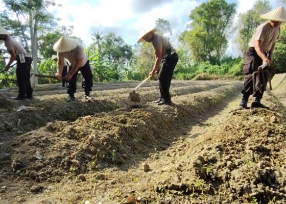 Nusabali.com - polsek-gianyar-siapkan-lahan-tanam-jagung