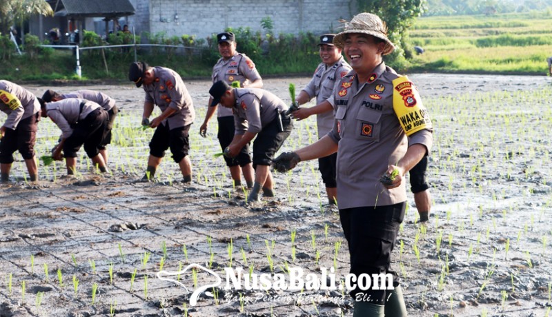 www.nusabali.com-puluhan-polisi-tanam-padi-di-subak-benel