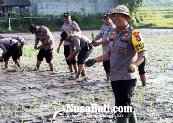 Nusabali.com - puluhan-polisi-tanam-padi-di-subak-benel