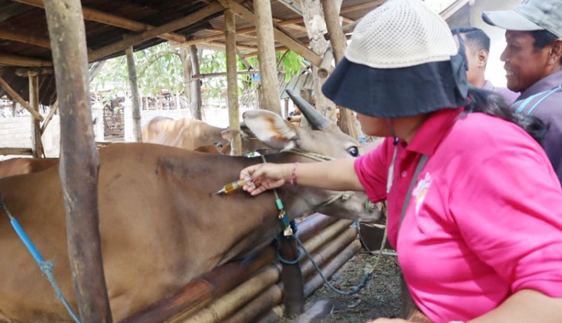 www.nusabali.com-jalan-terjal-menuju-swasembada-daging