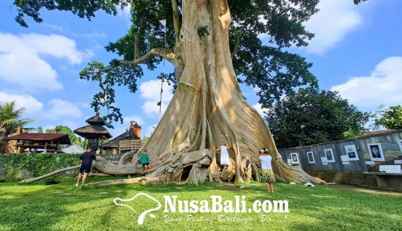 www.nusabali.com-wisman-tiongkok-turun-wisata-kayu-putih-ikut-lesu