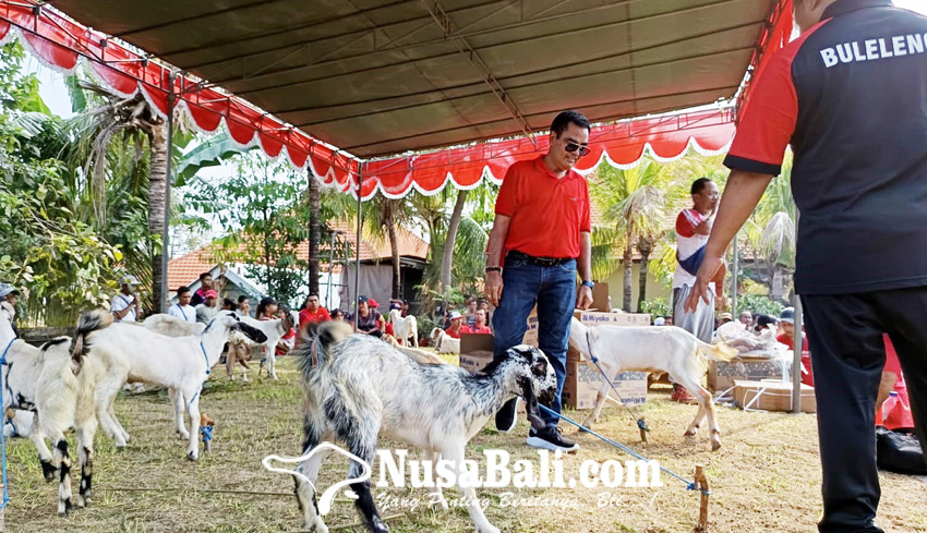 Naur Sesangi, Anggota DPRD Buleleng Bagi-bagi Bibit Ternak