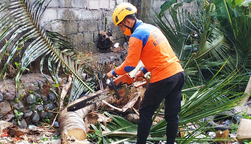 Pohon Kelapa Timpa Dapur Warga