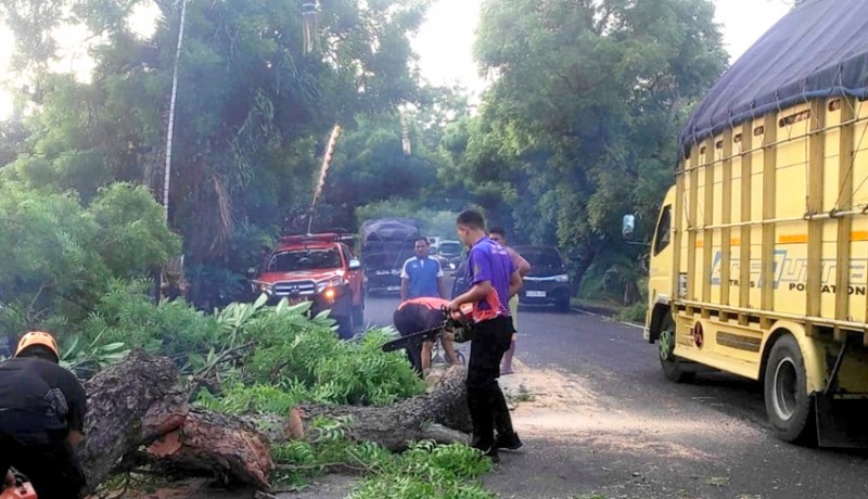 www.nusabali.com-lapuk-pohon-setinggi-10-meter-tumbang-di-jalan-denpasar-gilimanuk