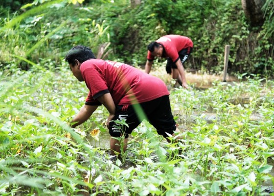 Nusabali.com - warga-binaan-lp-diberi-pelatihan-pertanian