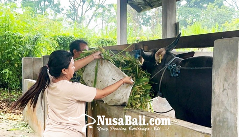 www.nusabali.com-permintaan-sperma-sapi-beku-menyusut