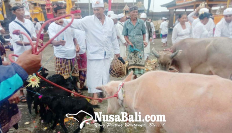 www.nusabali.com-karya-nubung-daging-di-pasar-agung-karangasem