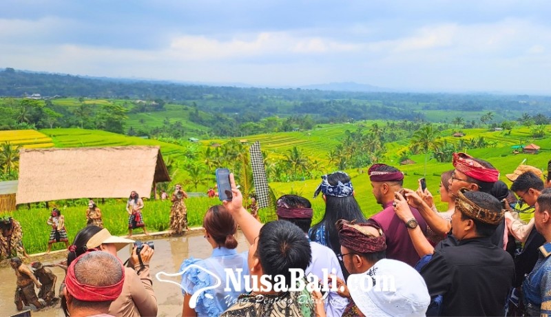 www.nusabali.com-alih-fungsi-lahan-di-jatiluwih-karena-perubahan-iklim-sawah-berubah-jadi-kebun