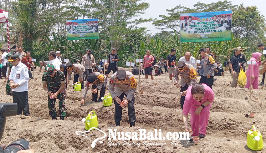 www.nusabali.com-kapolda-bali-tanam-bibit-jagung-di-beng