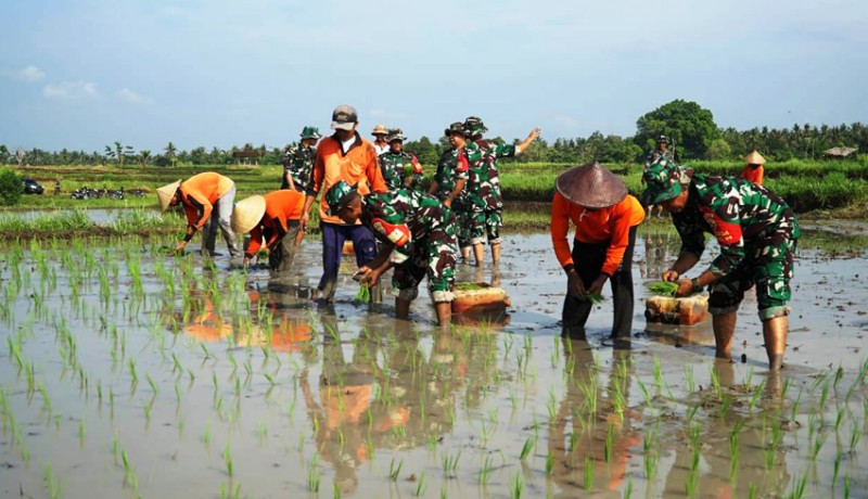 www.nusabali.com-kodim-jembrana-bantu-penanaman-padi