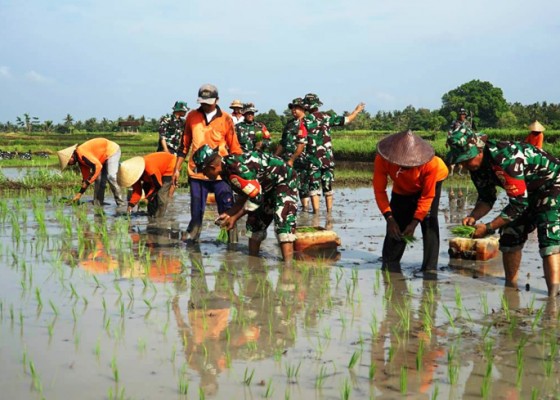 Nusabali.com - kodim-jembrana-bantu-penanaman-padi