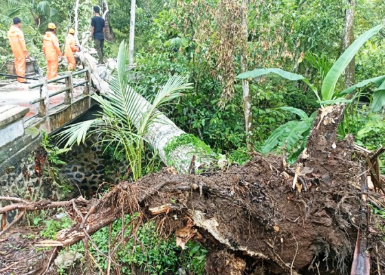 Nusabali.com - tertimpa-pohon-pagar-jembatan-rusak