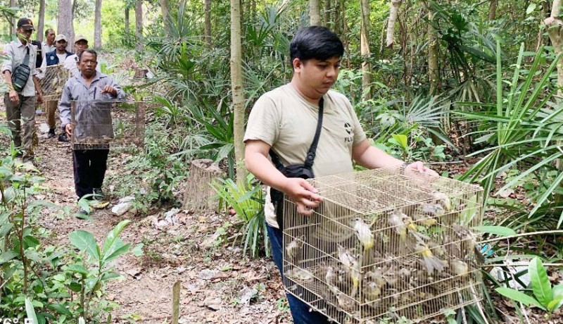 www.nusabali.com-bksda-bali-lepas-310-burung-dilindungi-di-hutan-produksi-buleleng