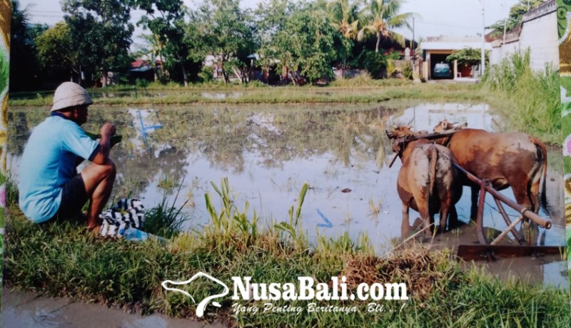 www.nusabali.com-smart-agriculture-solusi-pertanian-bali