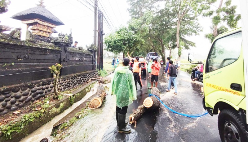 www.nusabali.com-hujan-deras-dan-angin-kencang-tumbangkan-pohon-di-2-lokasi