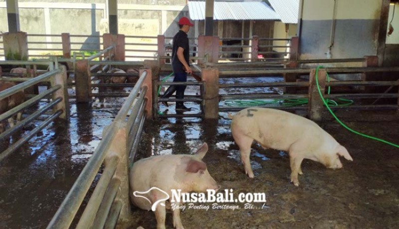 www.nusabali.com-harga-daging-babi-meroket