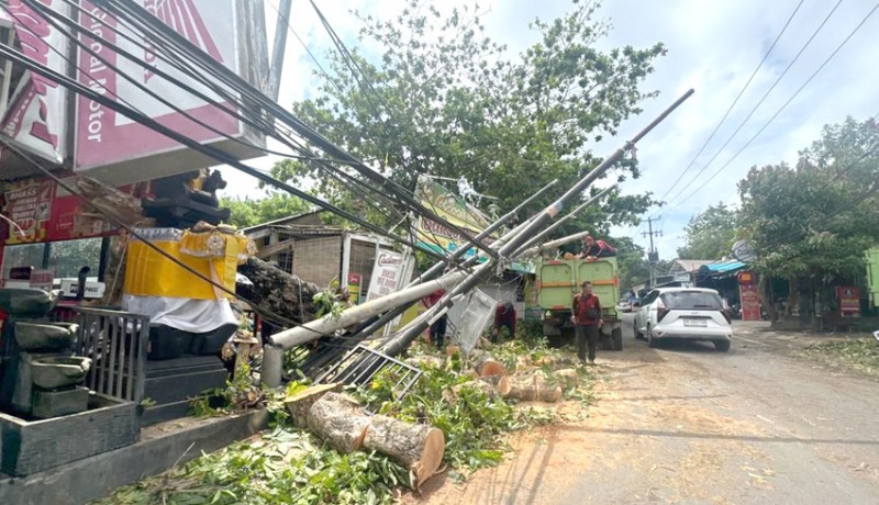 www.nusabali.com-pohon-tumbang-timpa-warung-di-jimbaran