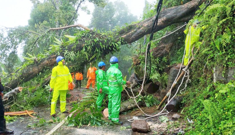 www.nusabali.com-bpbd-tangani-2-pohon-tumbang