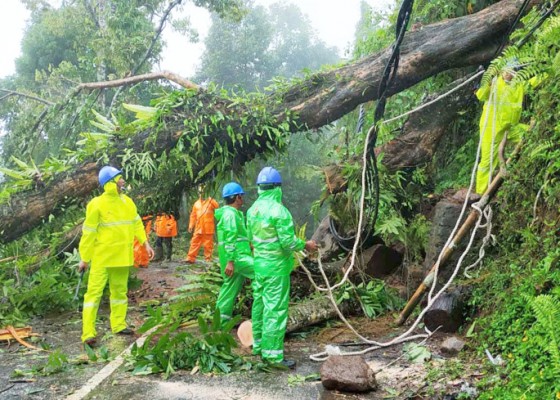 Nusabali.com - bpbd-tangani-2-pohon-tumbang