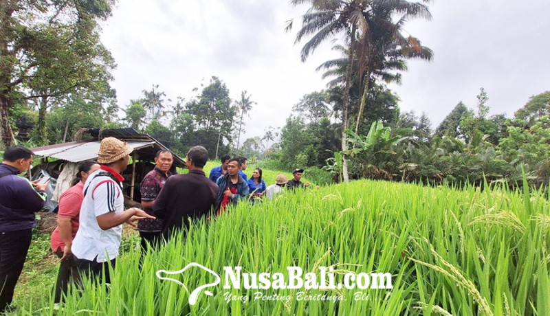 www.nusabali.com-demplot-padi-gaga-220-hektare-di-karangasem-dinas-pertanian-kesulitan-bibit