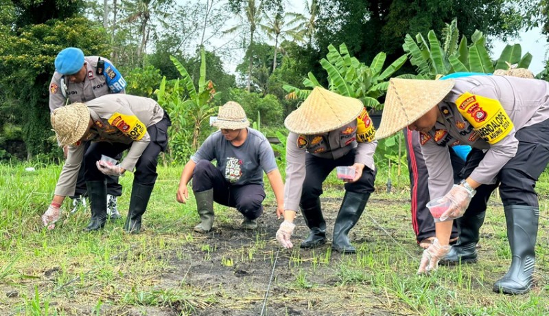 www.nusabali.com-polres-klungkung-tanam-jagung