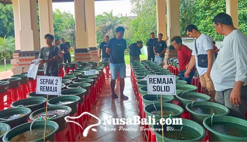 www.nusabali.com-komunitas-sisan-pilih-gelar-kontes-ikan-mas-koki-2-di-puspem-badung