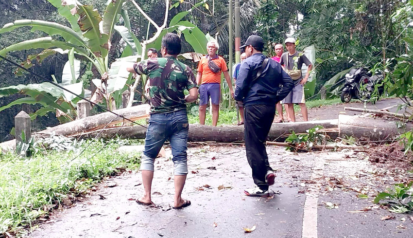 Musim Hujan, Pohon Bertumbangan