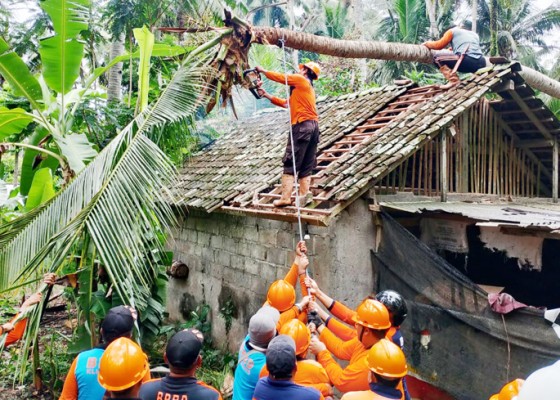 Nusabali.com - pohon-tumbang-timpa-rumah-dan-gudang