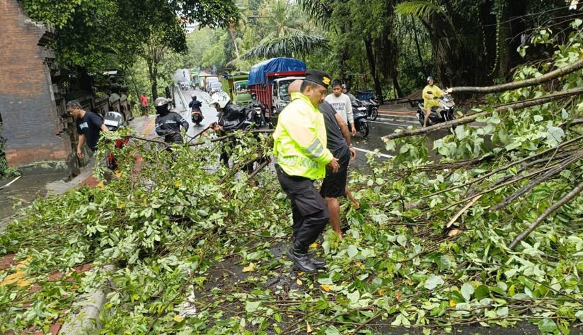 Cuaca Ekstrem, Pohon Tumbang di Sejumlah Titik