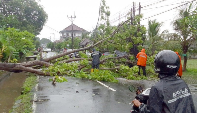 www.nusabali.com-bpbd-tangani-tiga-pohon-tumbang-akibat-hujan-angin