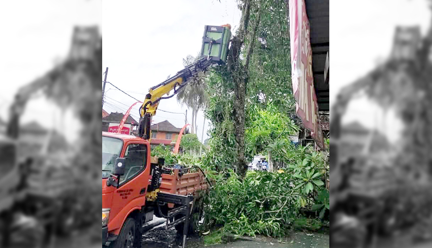 Permohonan Pangkas Pohon Meningkat