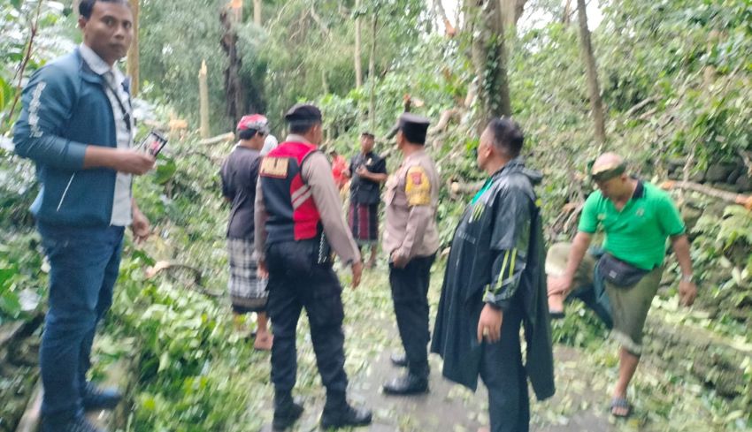 Dua Wisatawan Asing Tewas Tertimpa Pohon di Monkey Forest Ubud