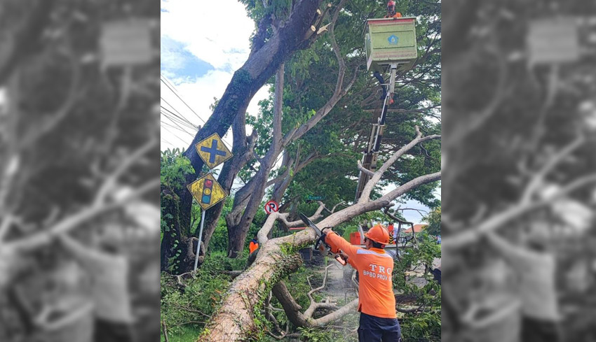 Pohon Bertumbangan, BPBD Imbau Waspada