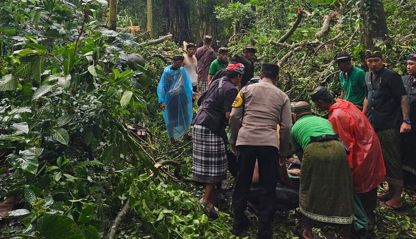 2 WNA Tewas Tertimpa Pohon di Monkey Forest