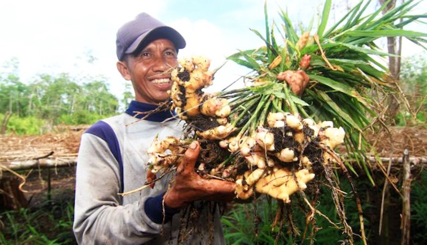 Potensi Jahe di Gianyar Belum Tergarap