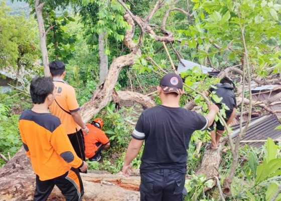 Nusabali.com - dua-pohon-tumbang-timpa-rumah