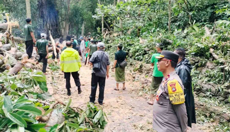 www.nusabali.com-polsek-petang-bantu-evakuasi-pohon-tumbang