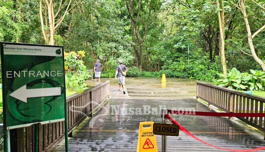 Monkey Forest Ubud Tutup Sementara, Besok Gelar Pecaruan