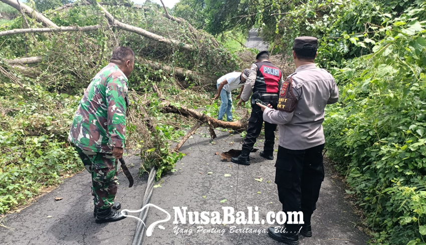 Pohon Tumbang Timpa Mobil dan Motor