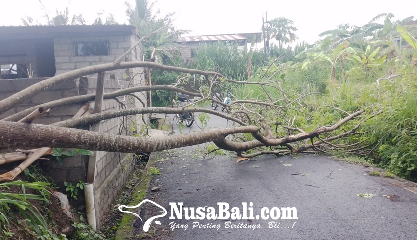 Pohon Tumbang Timpa Kandang Babi