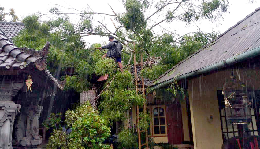 Pohon Tumbang Timpa 2 Rumah Warga