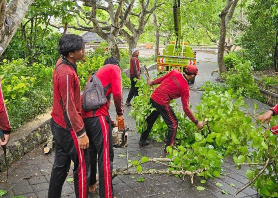 Nusabali.com - antisipasi-cuaca-buruk-pohon-di-kawasan-uluwatu-dipangkas